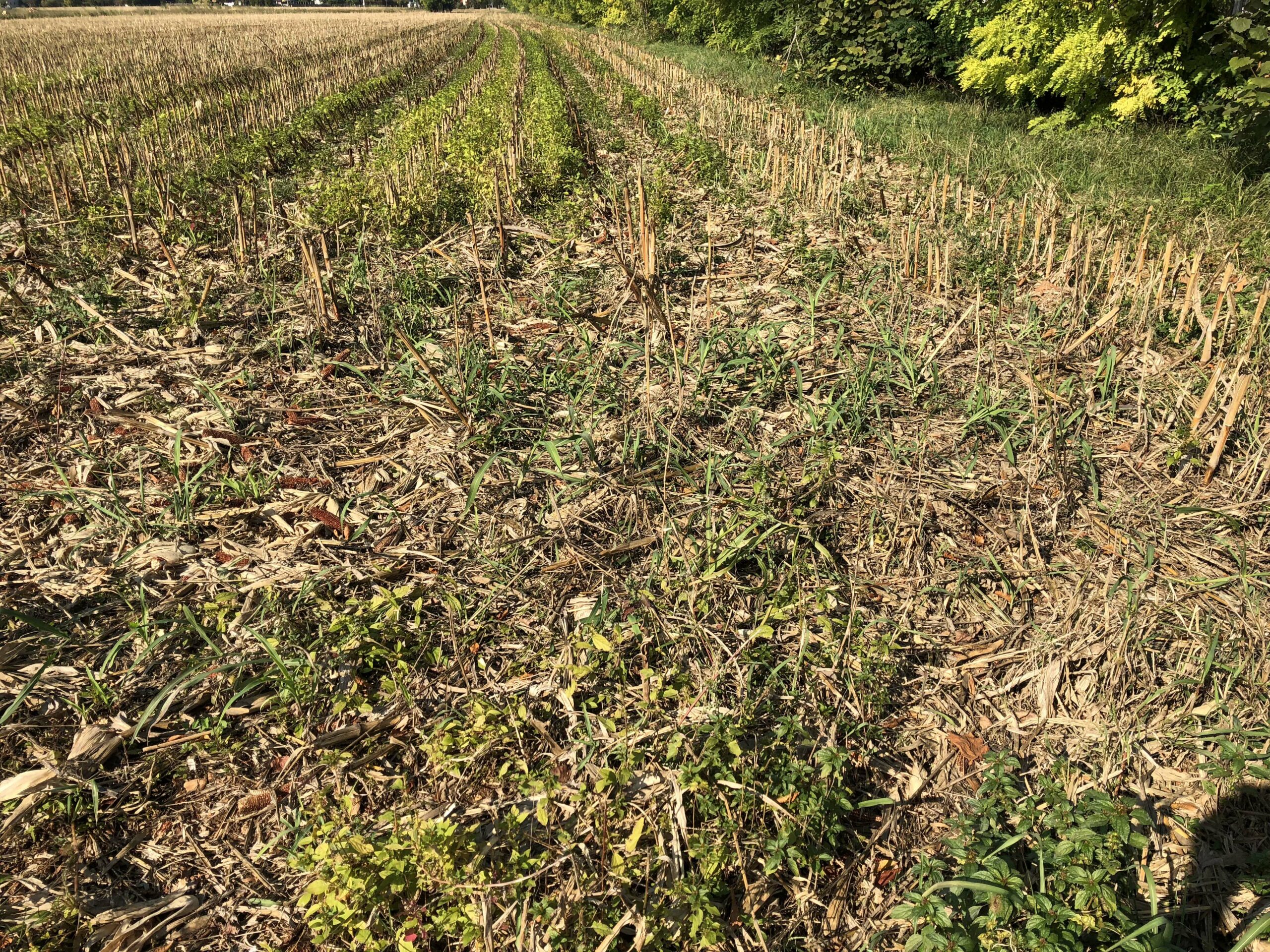 Terreno agricolo di 13.230 mq in vendita a Trevignano